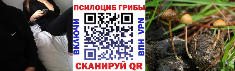 Псилоцибиновые грибы Psilocybe  Починок 